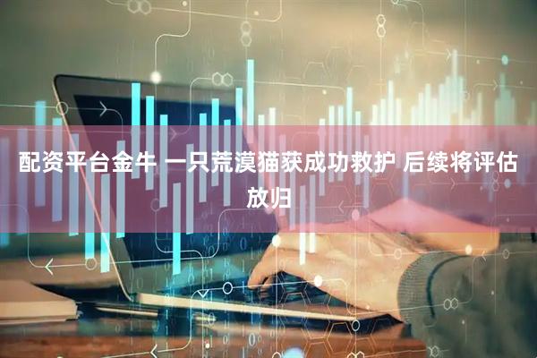 配资平台金牛 一只荒漠猫获成功救护 后续将评估放归